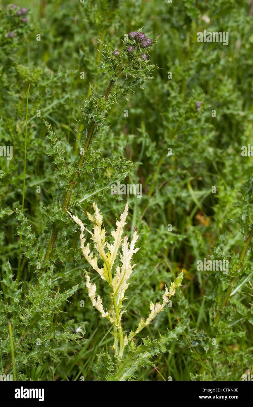 Thistle (Cirsium arvense). Giallo scolorito lascia evidenza di recente erbicida diretto di spruzzatura o di vento. Foto Stock