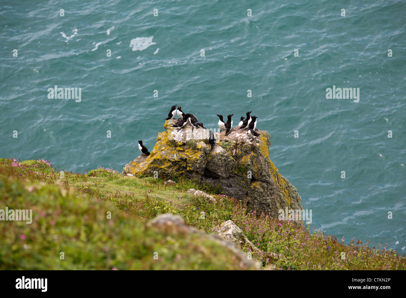 (Razorbills Alca torda) e guillemots colony appollaiato sulla roccia sul isola di Skomer Pembrokeshire Wales UK 127484 Skomer Foto Stock