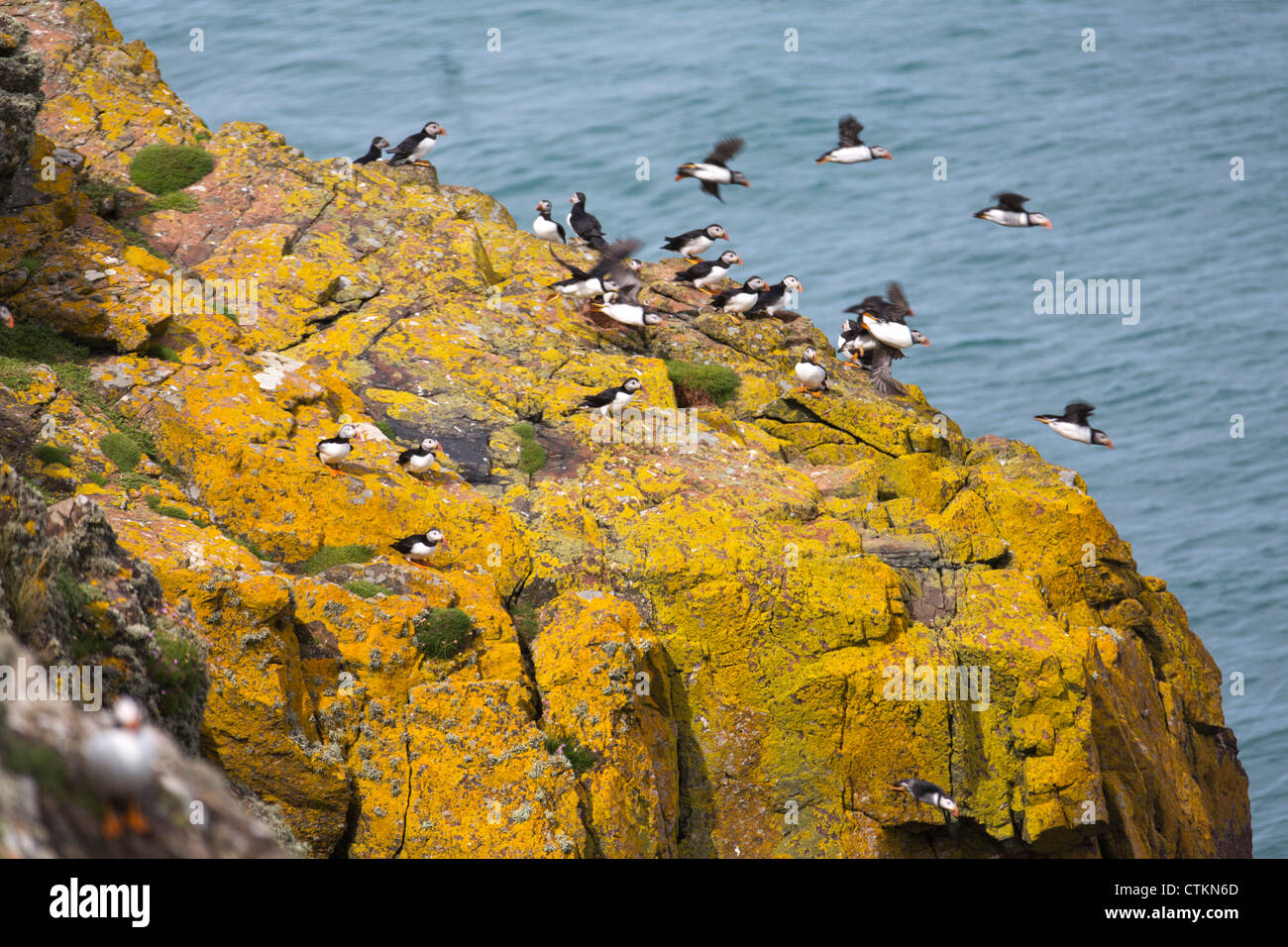Pufffins arroccato sulla scogliera sull isola Skomer Pembrokeshire Wales Foto Stock
