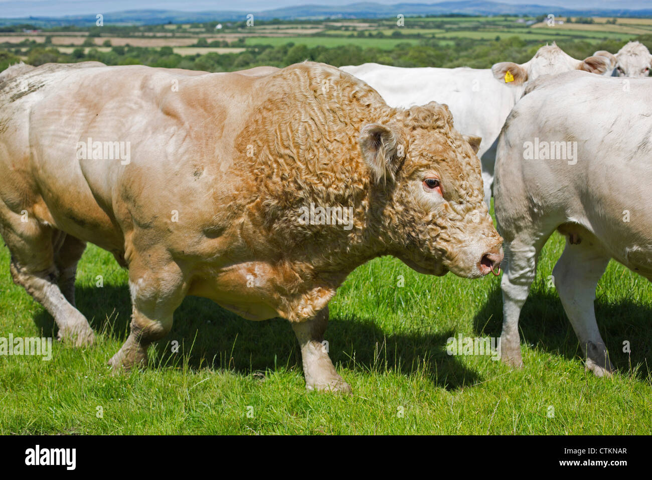 Charolais bull con allevamento di bestiame in un campo di Pembrokeshire Wales UK 120816 Charolais Foto Stock