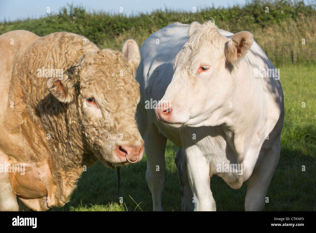 Charolais bovini bianchi mucca con la bolla in un campo di Pembrokeshire Wales UK 120832 Charolais Foto Stock