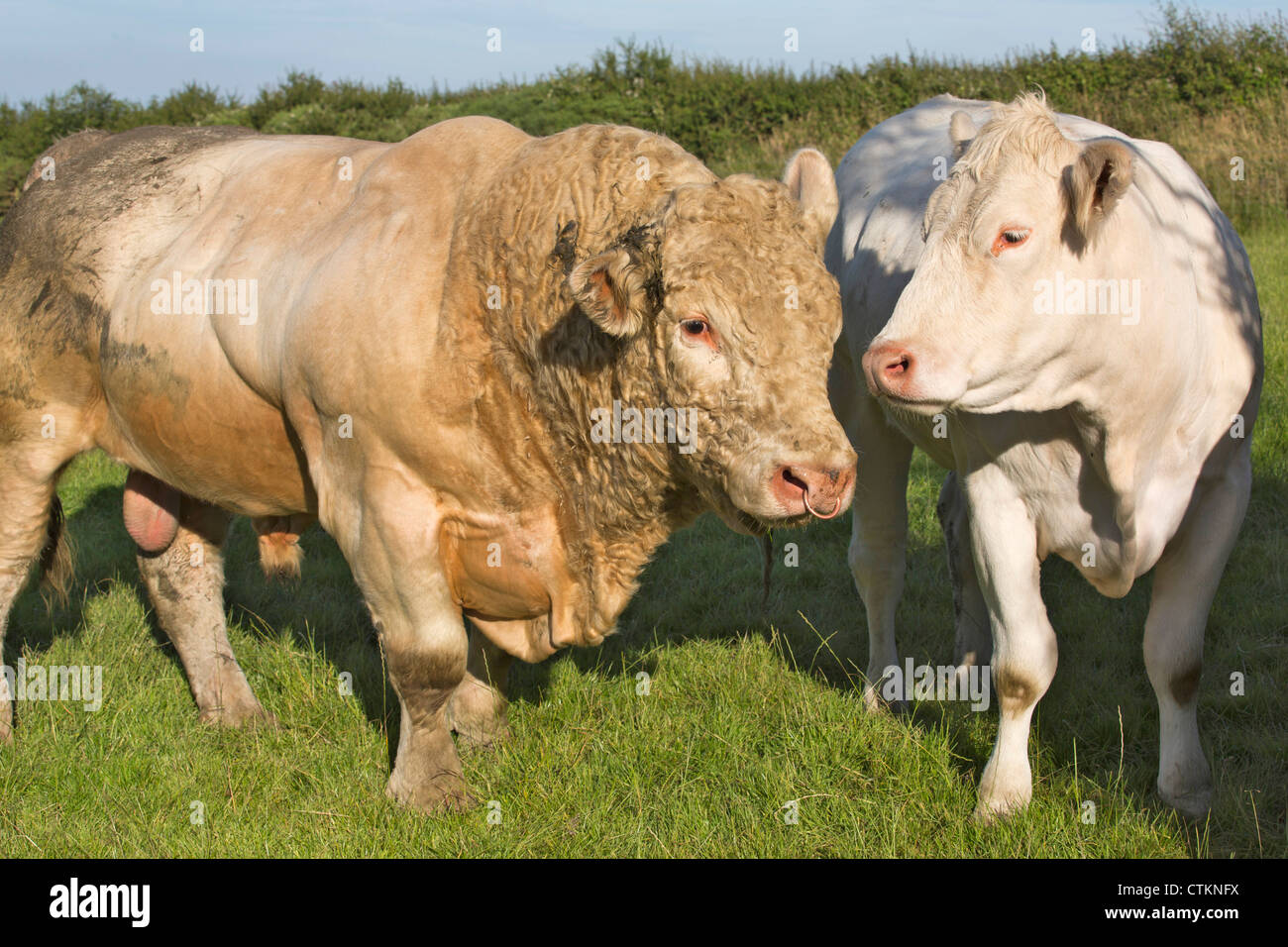 Charolais bovini bianchi mucca con la bolla in un campo di Pembrokeshire Wales UK 120833 Charolais Foto Stock