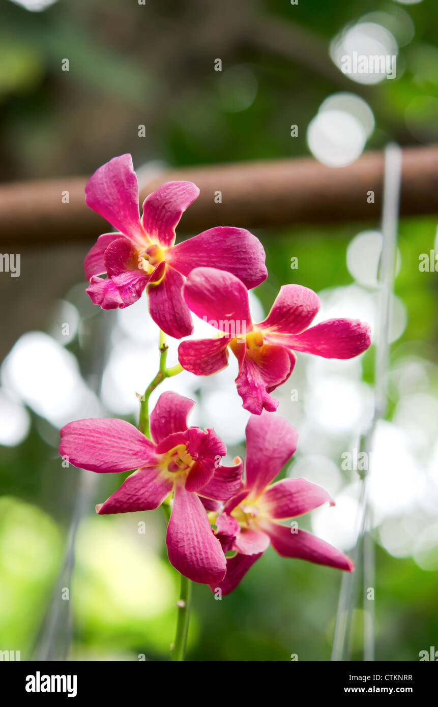 In prossimità di un bel colore rosa orchidee fiorisce in giardino Foto Stock
