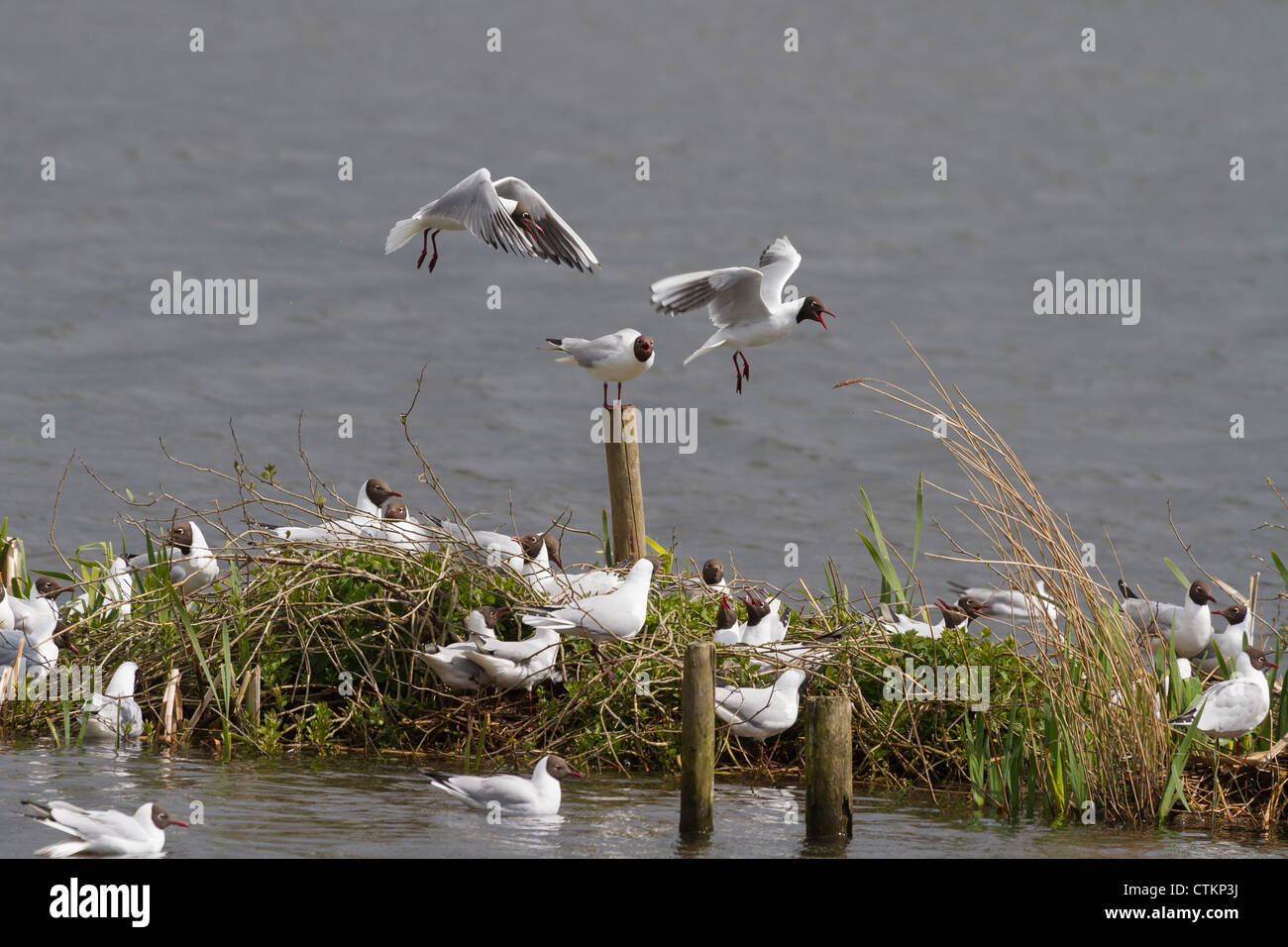 Testa nera gabbiano (Larus ridibundus) su un isola Foto Stock