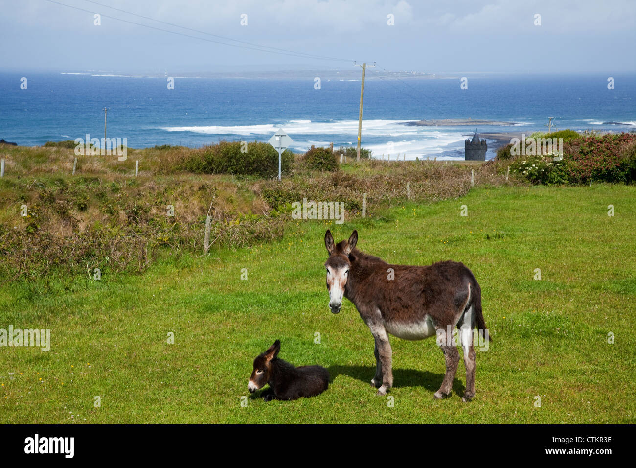 Un asino e il suo puledro vicino a Doolin; County Clare, Irlanda Foto Stock