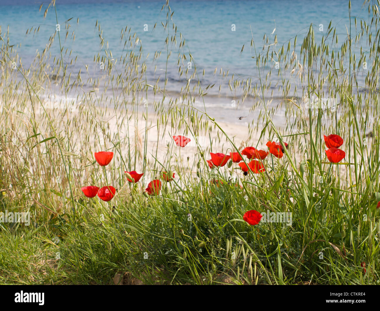 Papaveri e incorniciatura di paglia di una spiaggia e azzurro mare in Grecia Foto Stock