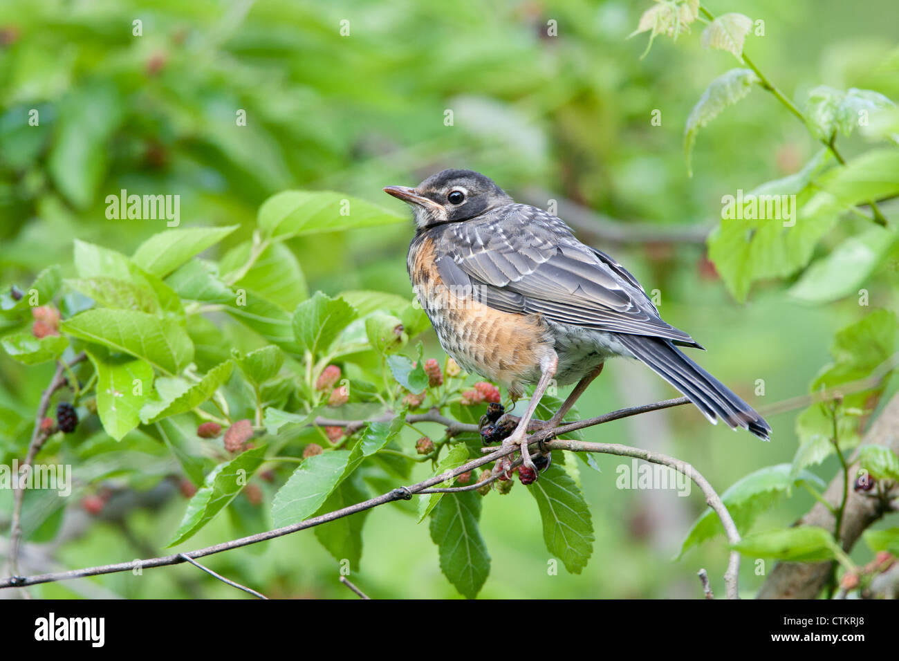 American Robin Juvenile uccello songbird appollaiato in Mulberry albero Foto Stock