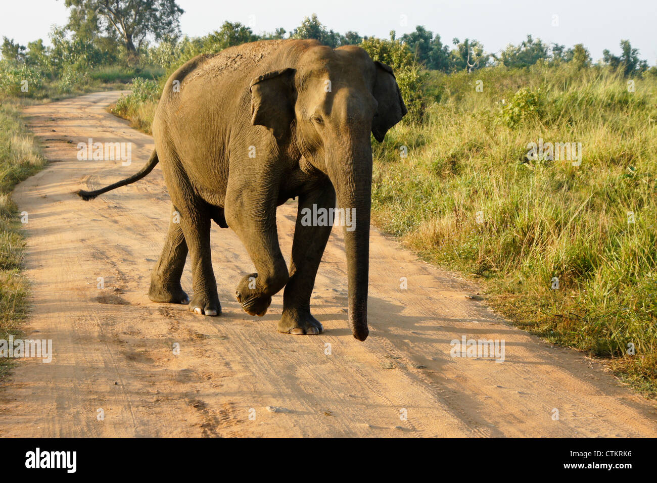 Elefante asiatico in Uda Walawe National Park, Sri Lanka Foto Stock