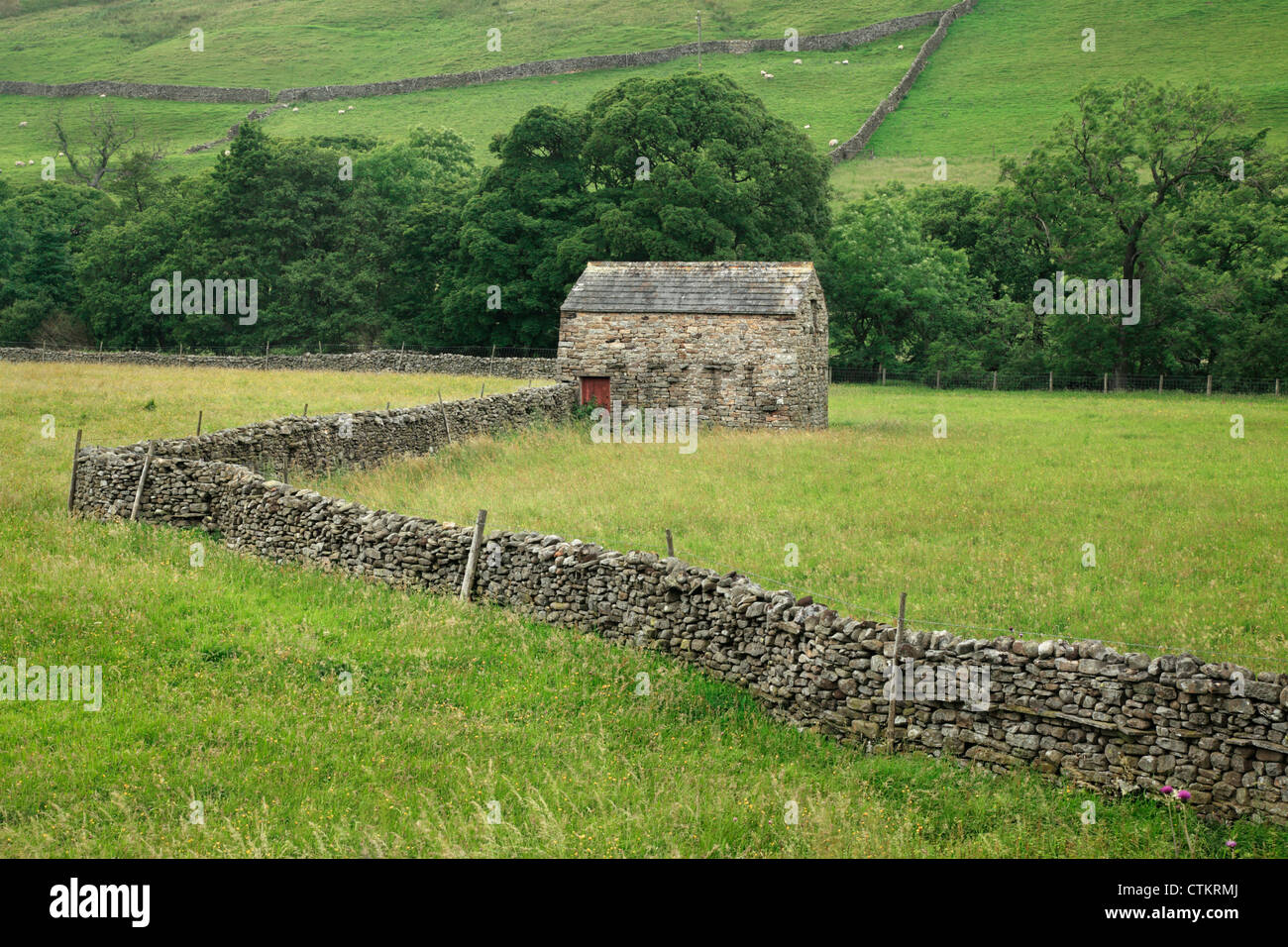 Muro di pietra e fienile in estate vicino a Muker in Swaledale, nello Yorkshire, Inghilterra Foto Stock