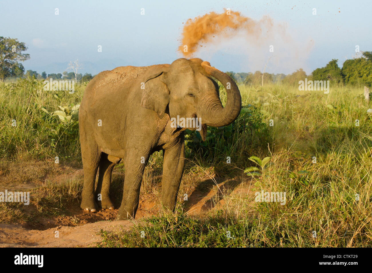 Elefante asiatico spolvero in sé, Uda Walawe National Park, Sri Lanka Foto Stock