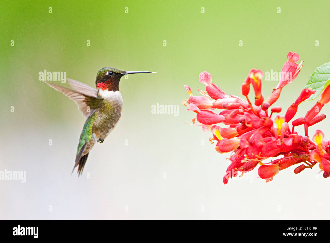 Rubino-gola Hummingbird uccello svolazzante vicino a Red Buckeye albero fiori fiori fioritura Foto Stock