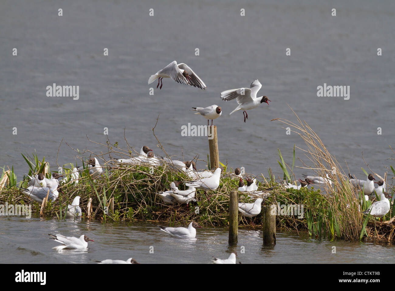 Testa nera gabbiano (Larus ridibundus) su un isola Foto Stock