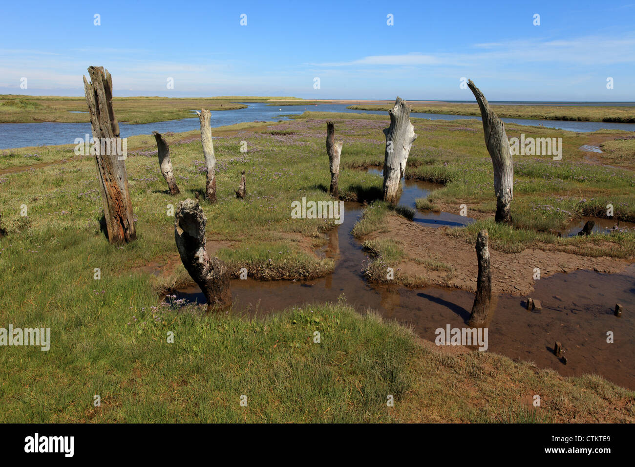 Marciume legnami nella pianura di marea sulla Costa North Norfolk Foto Stock