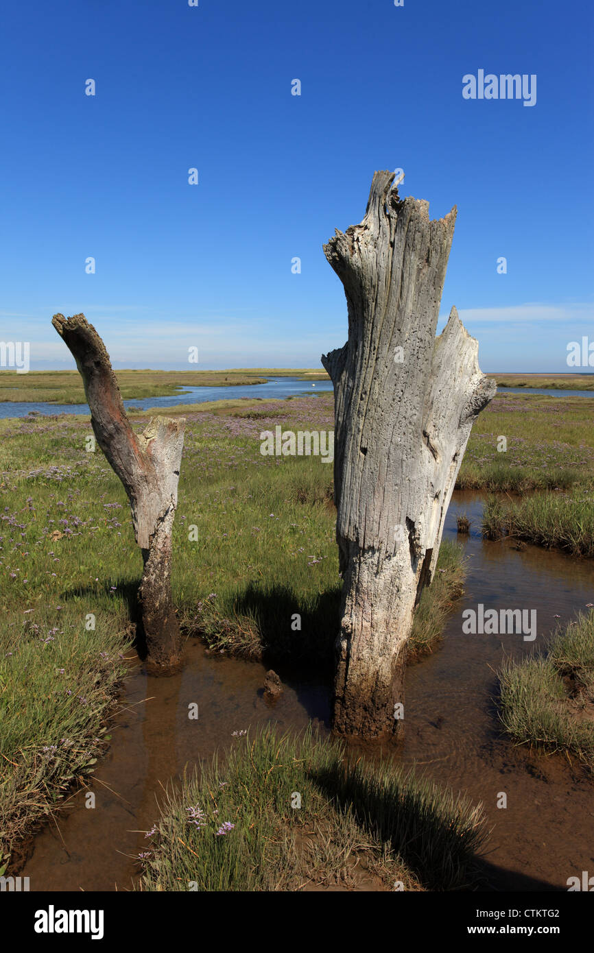 Marciume legnami nella pianura di marea sulla Costa North Norfolk Foto Stock