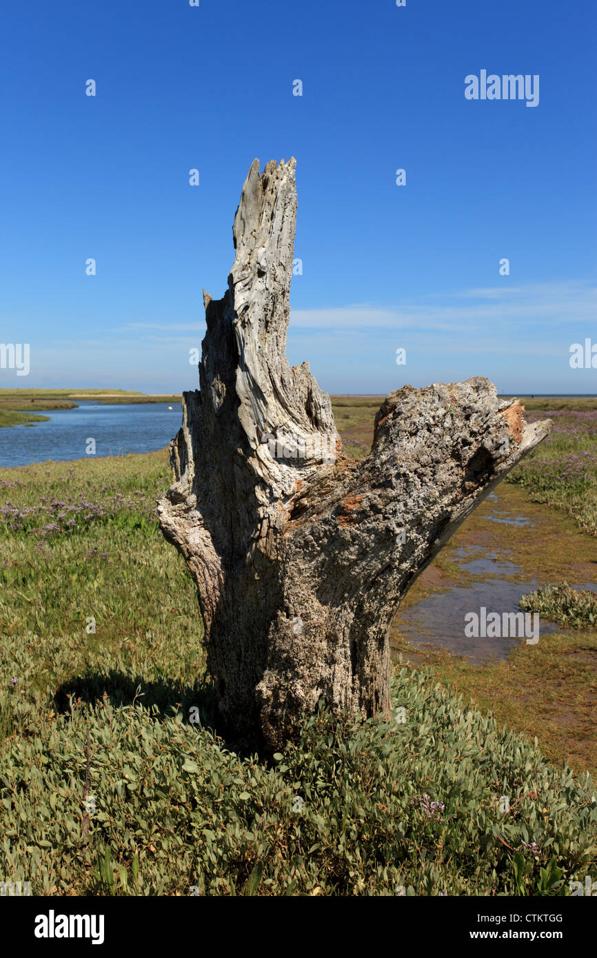 Marciume legnami nella pianura di marea sulla Costa North Norfolk Foto Stock