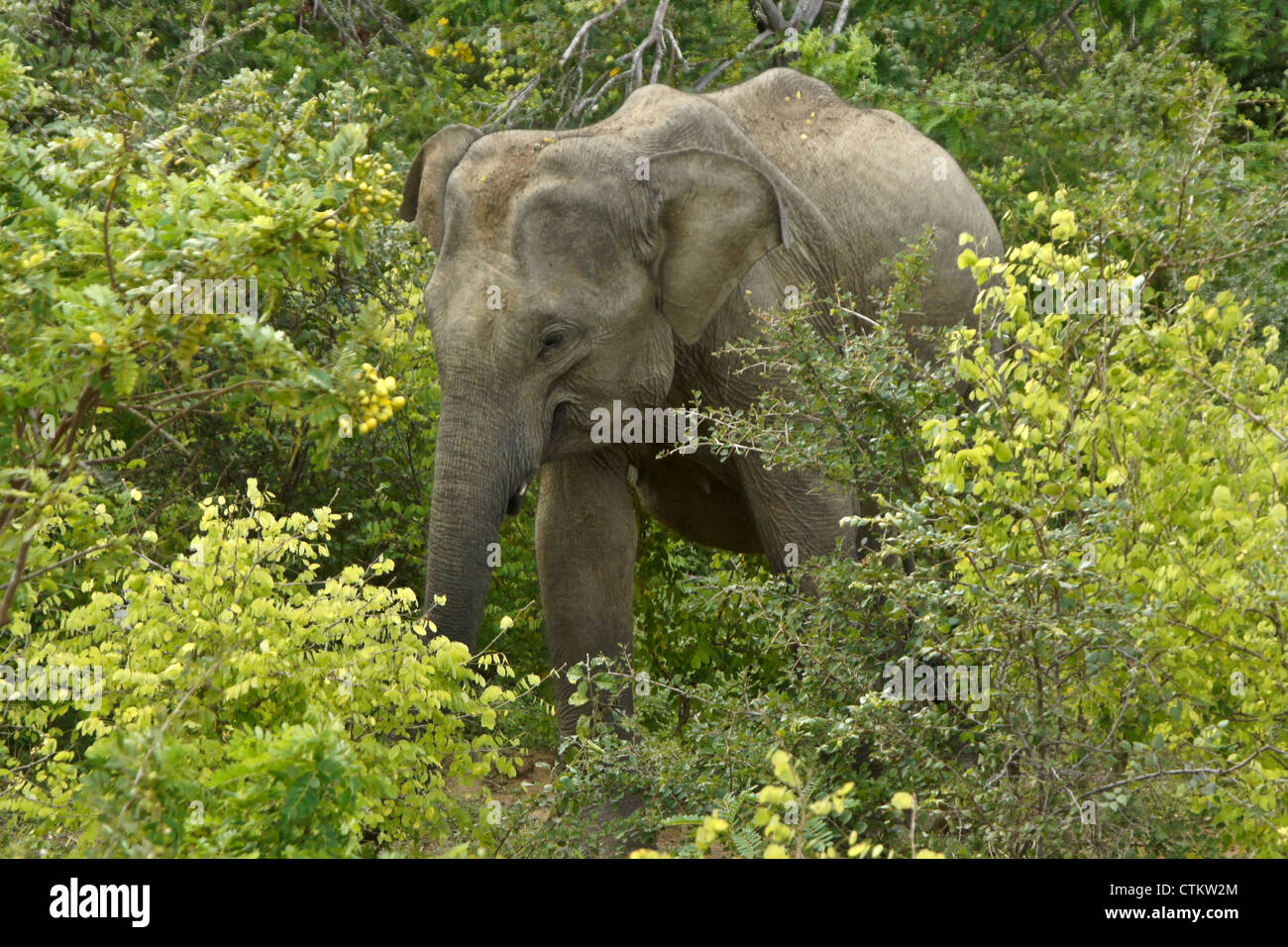 Elefante asiatico alimentazione, Yala National Park, Sri Lanka Foto Stock