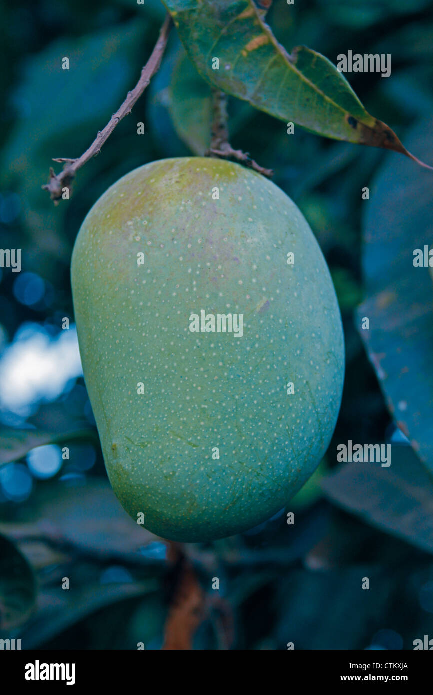 Alphonso mango, Mangifera indica l, Anacardiaceae appeso a un albero, Ratnagiri, Maharashtra, India Foto Stock