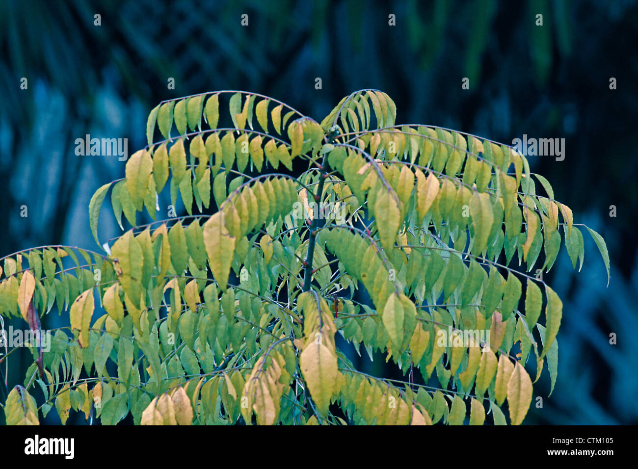 Murraya koenigii linn spreng, Curry Leaf Tree, ayurvedico pianta medicinale, India Foto Stock