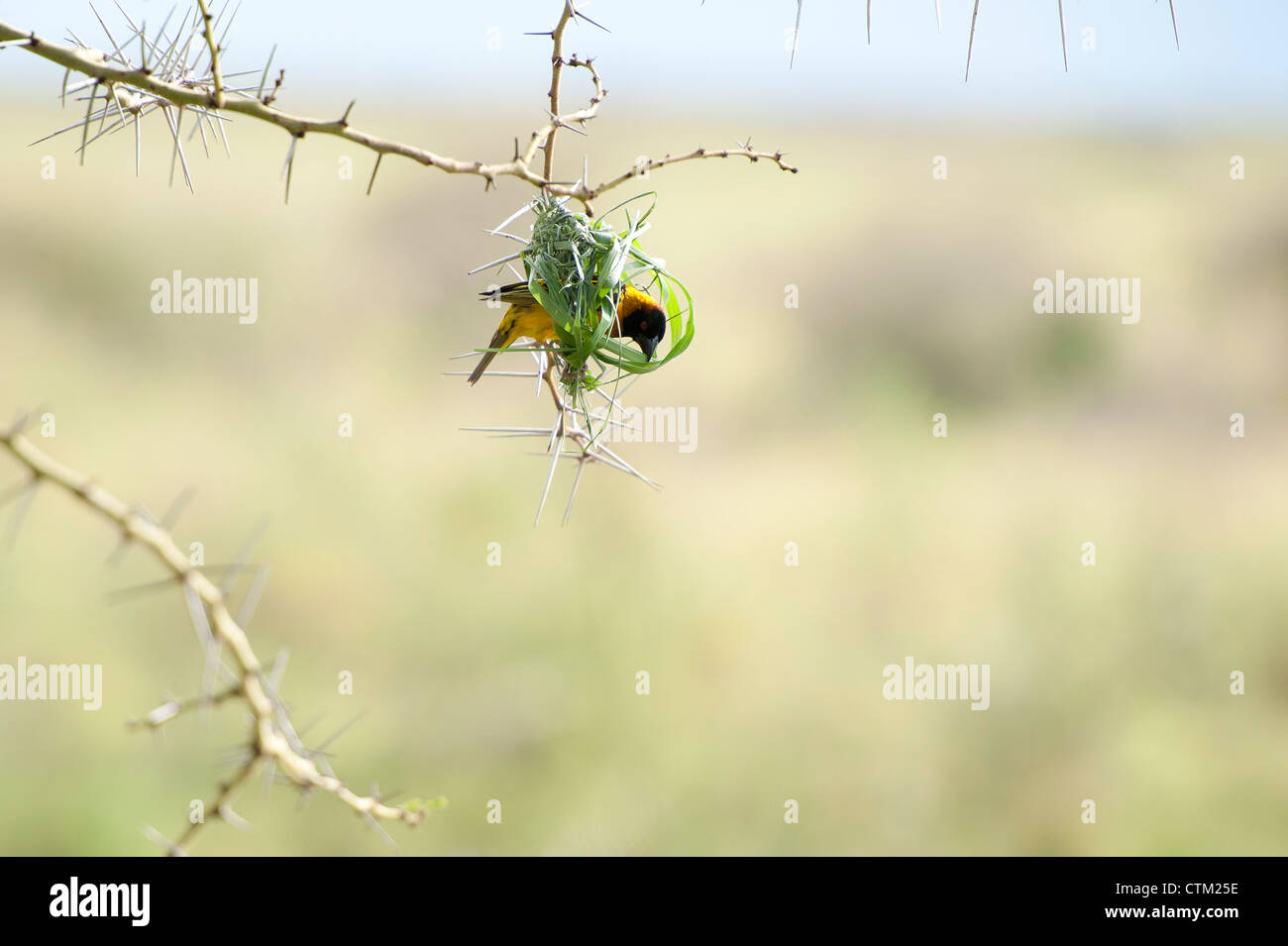 A testa nera tessitori costruire nidi nel Mara Foto Stock