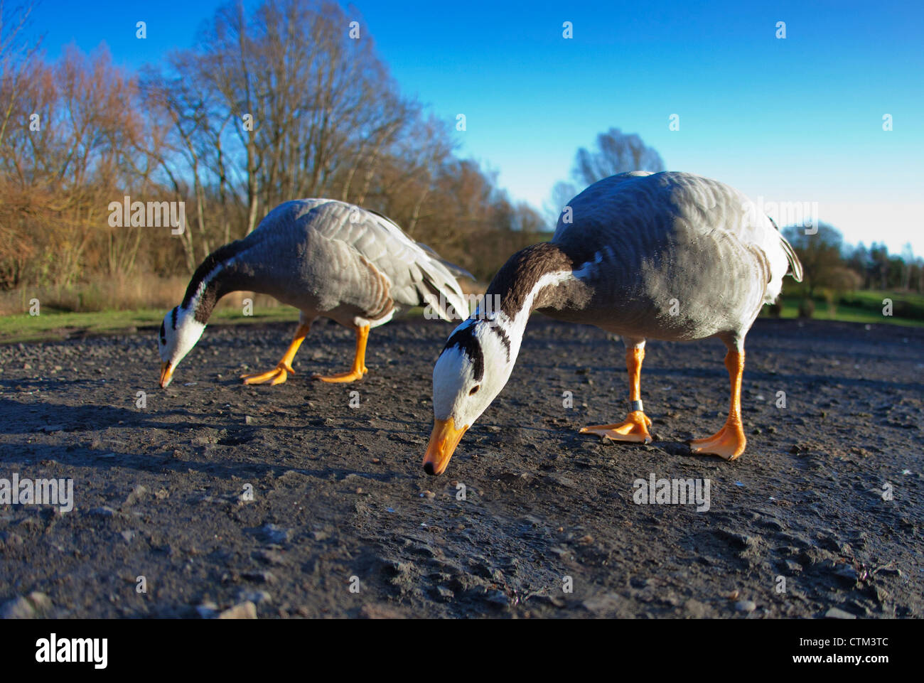 Due uccelli beccare a terra; Washington, Tyne and Wear, Inghilterra Foto Stock