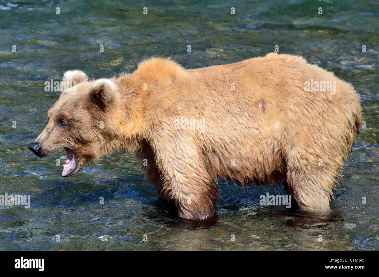 Un giovane orso bruno la pesca nel fiume Brooks. Parco Nazionale e Riserva di Katmai. Alaska, Stati Uniti d'America. Foto Stock