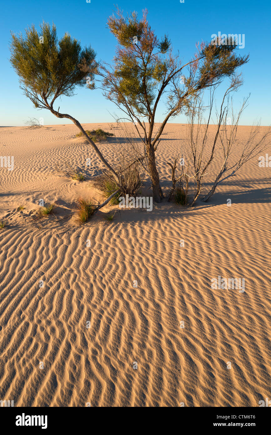 Modelli di sabbia nelle dune in corrispondenza delle pareti della Cina al Mungo National Park, New South Wales, Australia Foto Stock