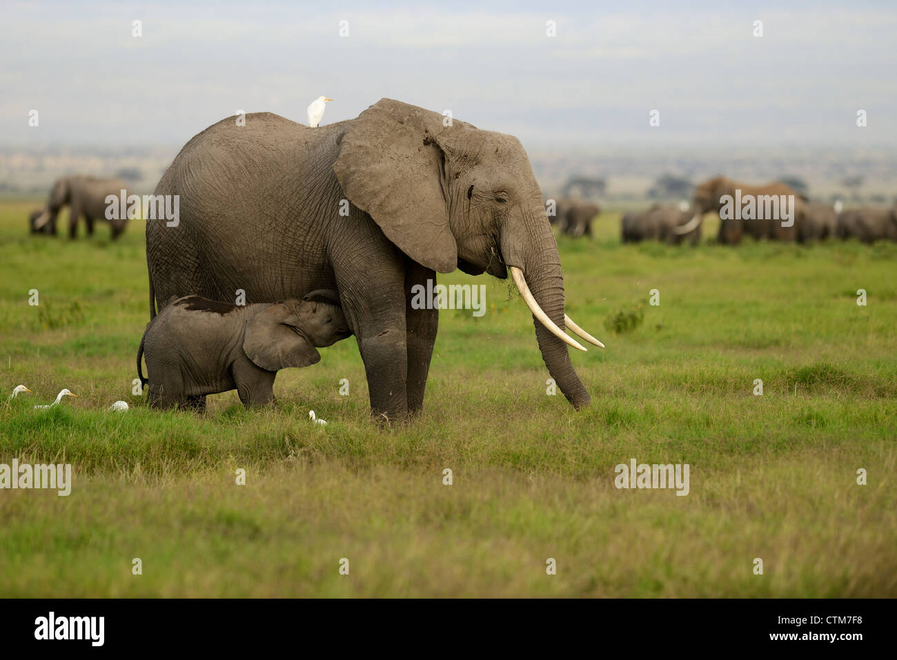 Elefante africano vitello lattante da sua madre nel Parco Nazionale della Sierra Nevada, Spagna Foto Stock