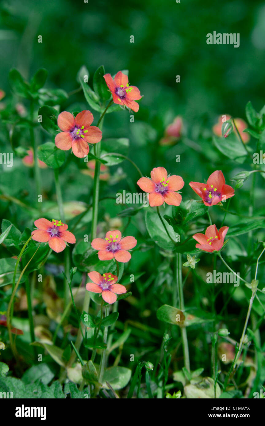 SCARLET PIMPERNEL Anagallis arvense arvense (Primulaceae) Foto Stock