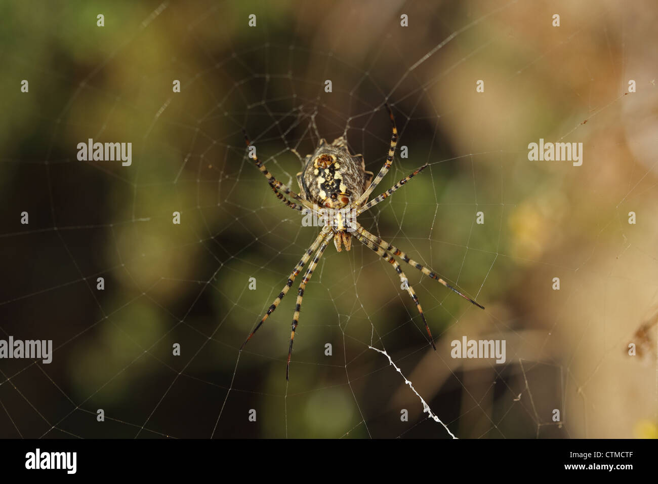 Orb-web spider (Argiope lobata) Foto Stock