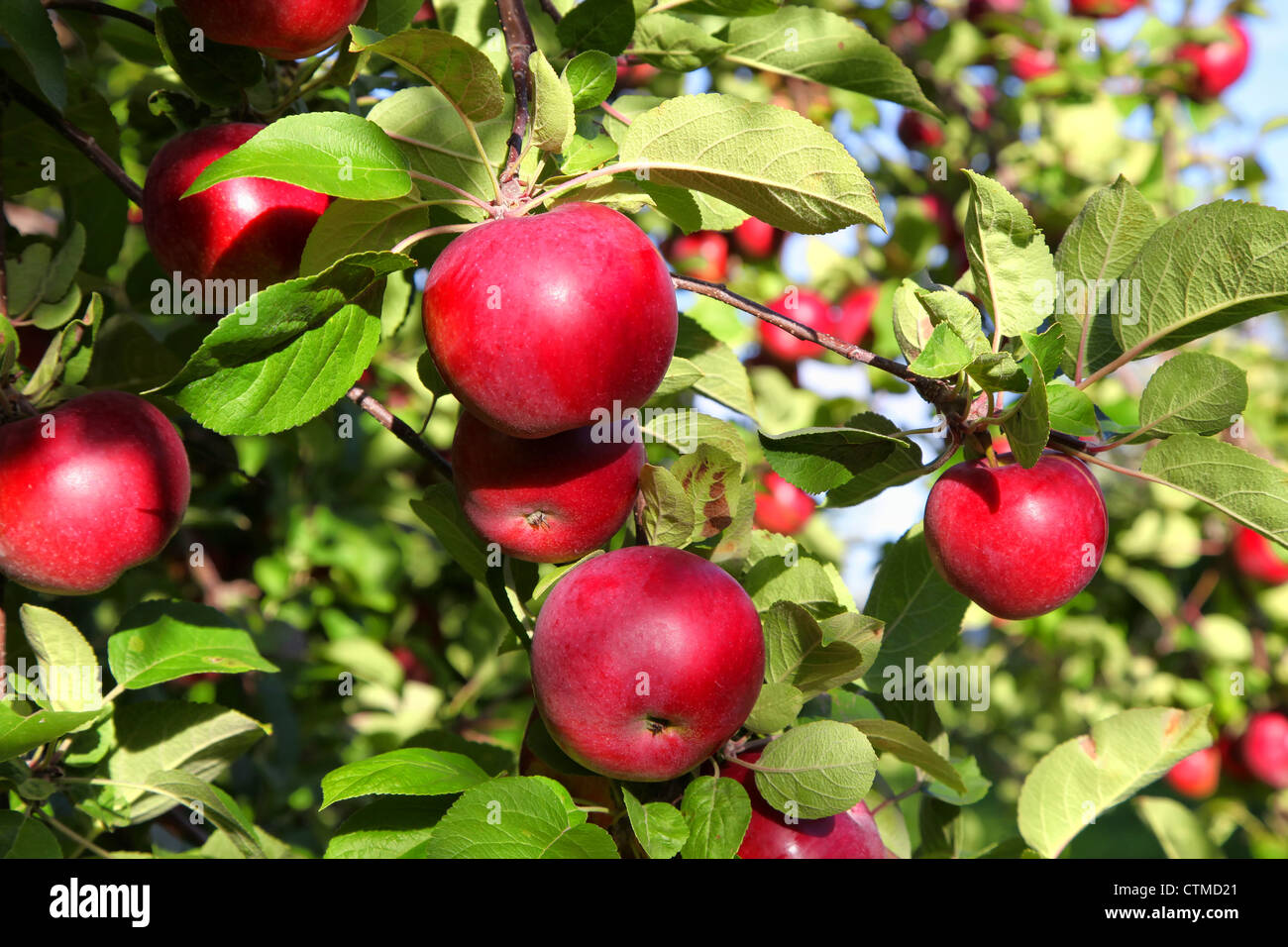 Ripe rosso mele MacIntosh sull'albero. Foto Stock