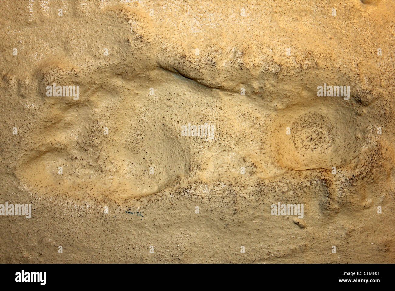 Cast di una impronta umana trovata in Olocene sedimenti a Formby, Merseyside, Regno Unito Foto Stock