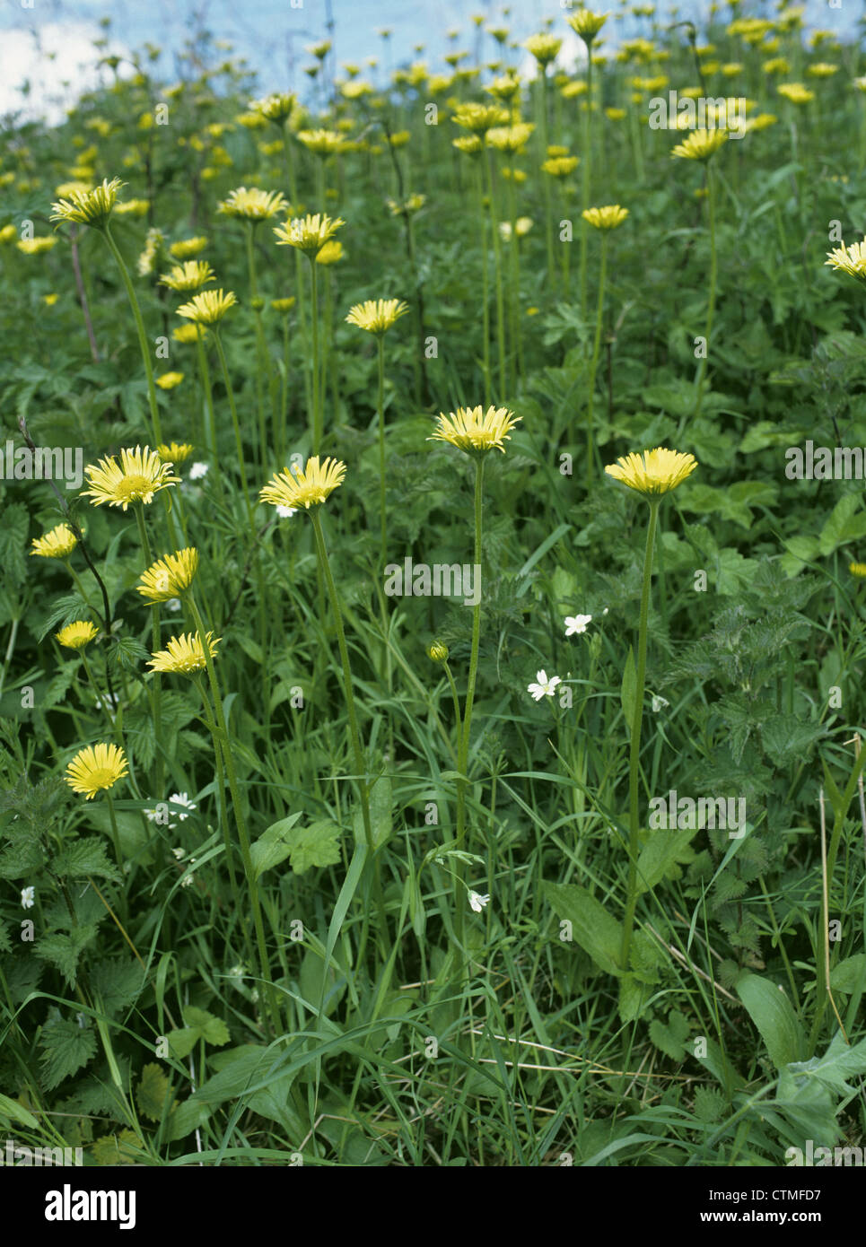 LEOPARD'S-BANE Doronicum pardalianches (Asteraceae) Foto Stock