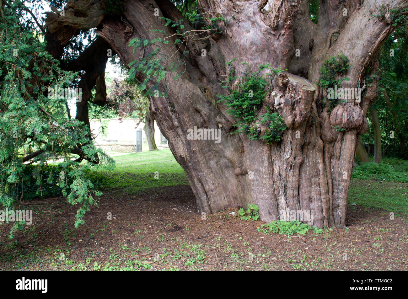 Yew Tree in Marston San Lorenzo sagrato, Northamptonshire, Regno Unito Foto Stock