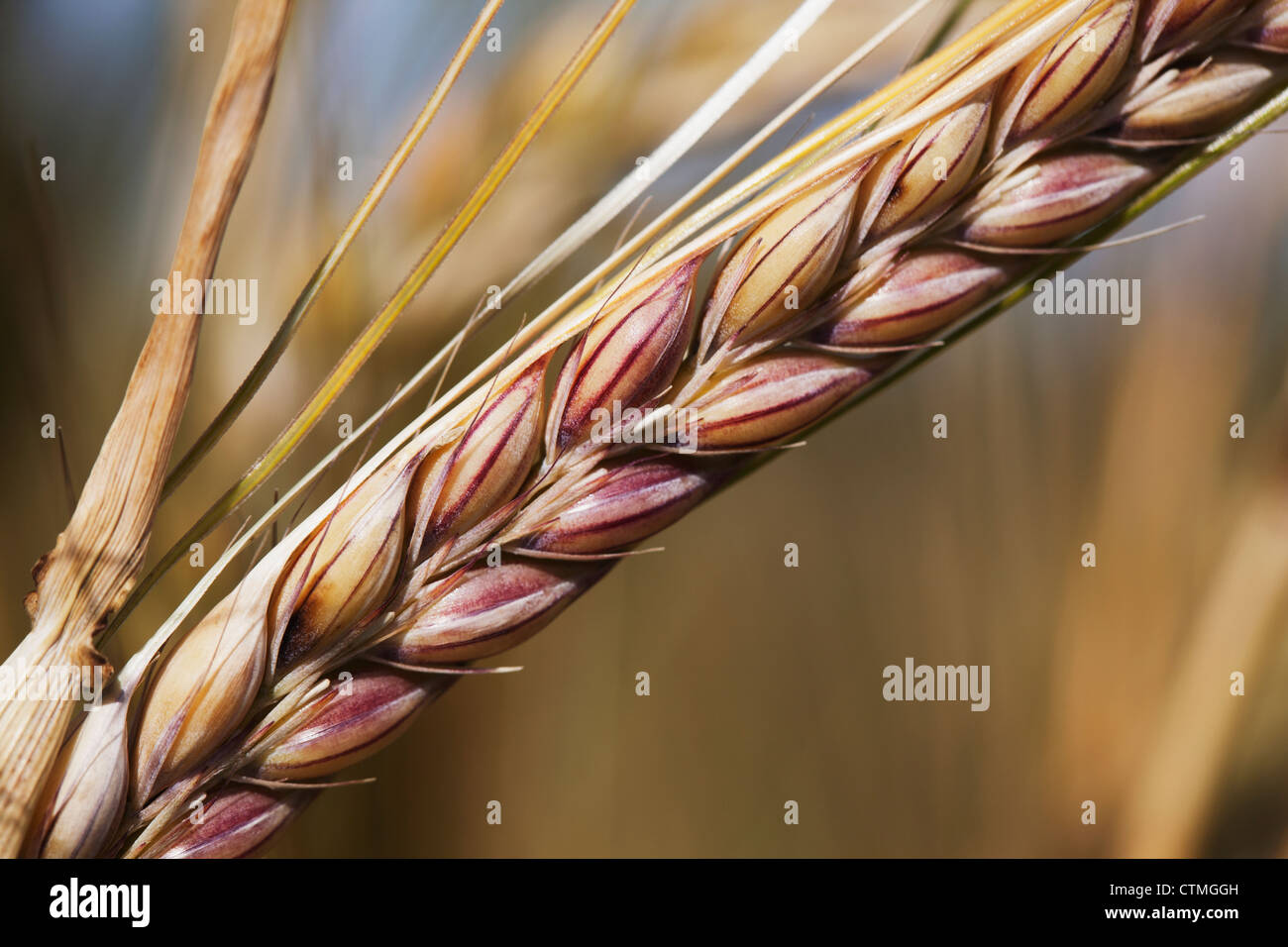 Close up quasi mature e testa di orzo; Alberta, Canada Foto Stock