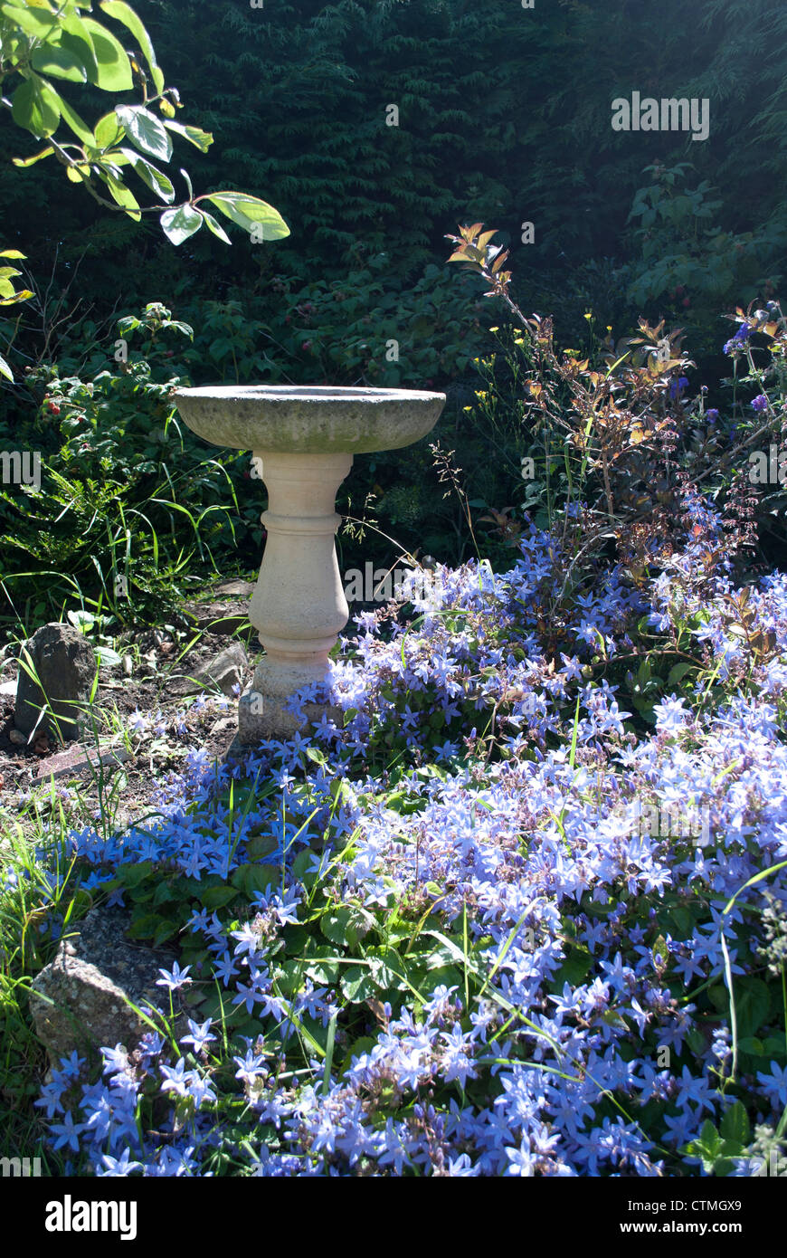 Soleggiato pietra bagno Uccelli nel giardino ricoperta con fiori campanula Foto Stock