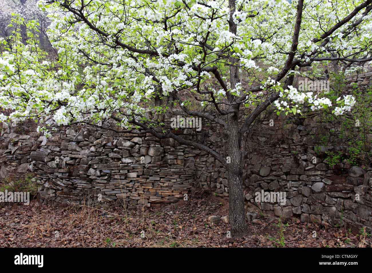 Apple Blossom alberi su allevamento terrazze, vicino Qian Ganjian village, lungo la Grande Muraglia della Cina Tianjian Provence, Cina e Asia Foto Stock