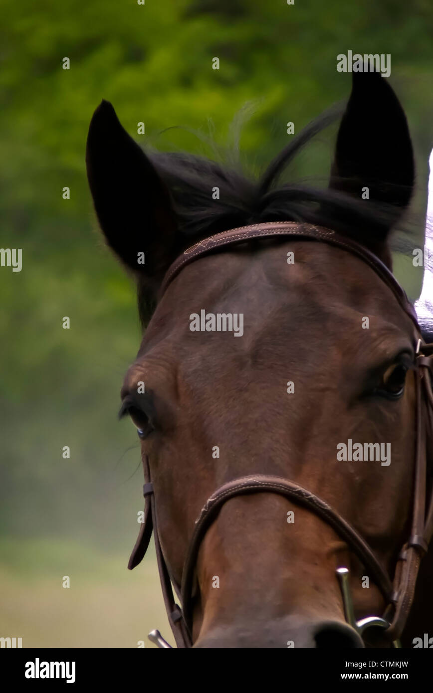 La faccia di un marchio Quarterhorse, Peacham Vermont, USA Foto Stock