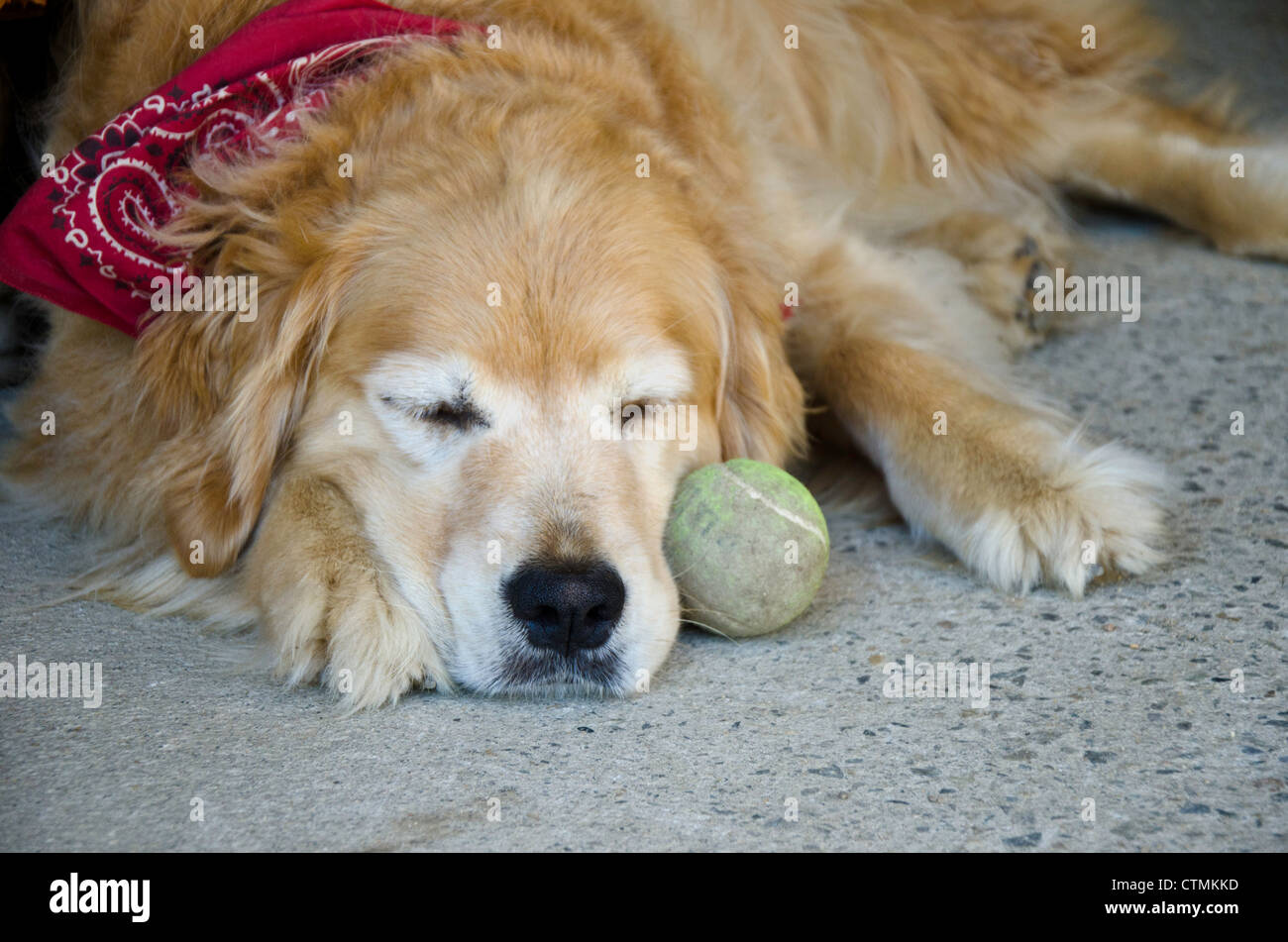 Il golden retriever cane con red bandana dorme accanto a palla da tennis, Maine, Stati Uniti d'America Foto Stock