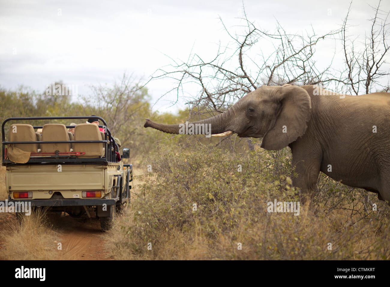 Un elefante a camminare verso un veicolo di safari, Pondoro Game Lodge, Balule riserva naturale privata, Limpopo. Sud Africa Foto Stock