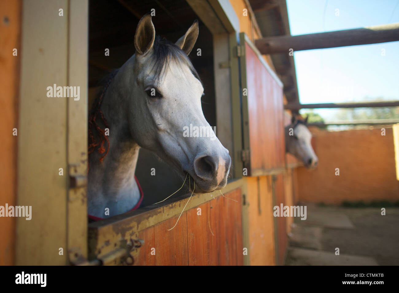 Cavalli arabi in stalle, Rustenburg, nord ovest della provincia, Sud Africa Foto Stock