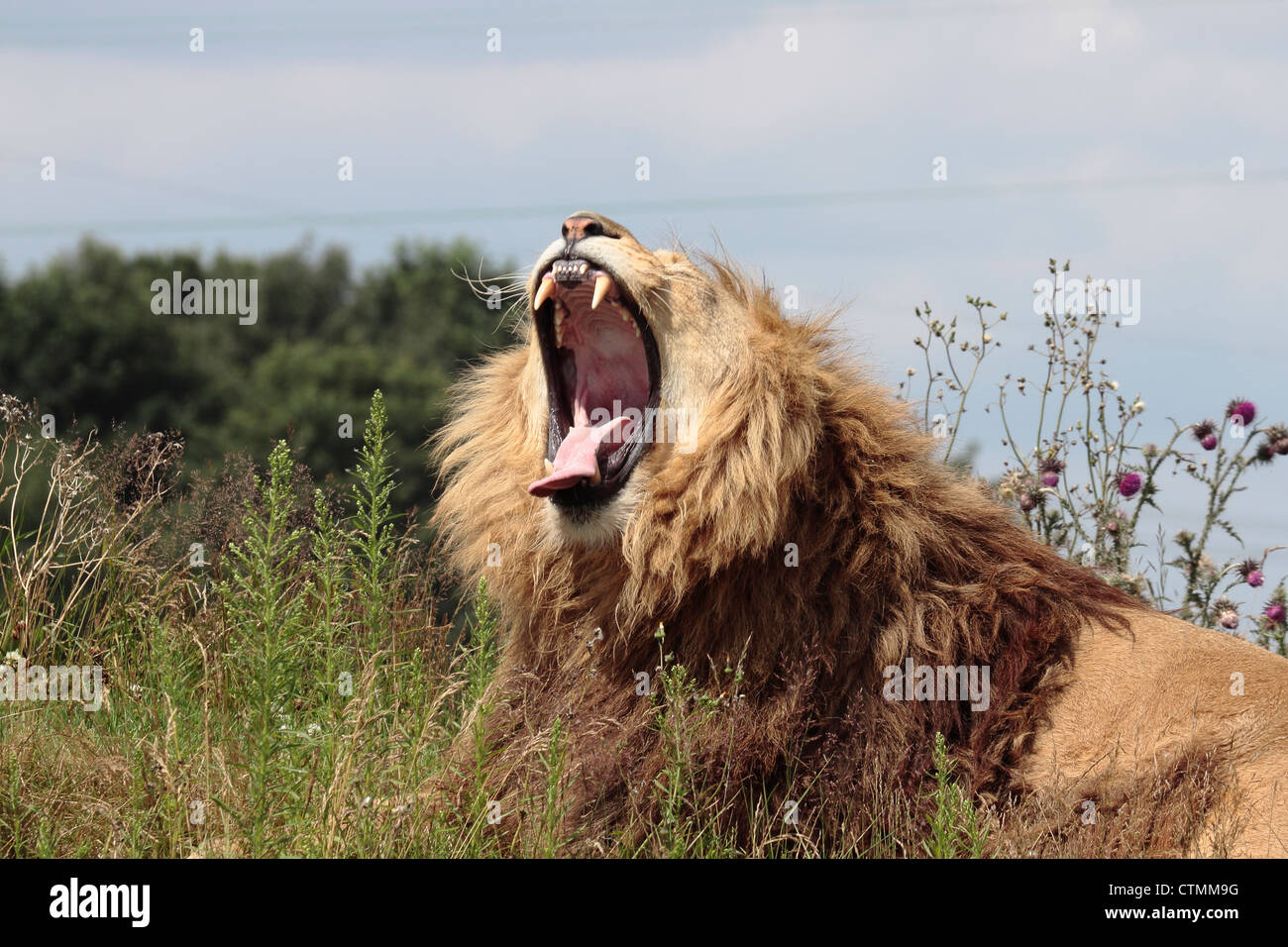 Lion (panthera leo) sbadigli a Yorkshire Wildlife Park Foto Stock