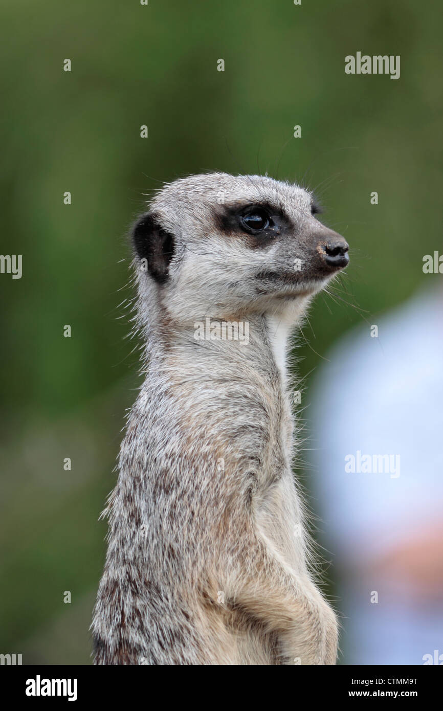 Meerkat (Suricata suricatta) Sta di guardia a Yorkshire Wildlife Park Foto Stock