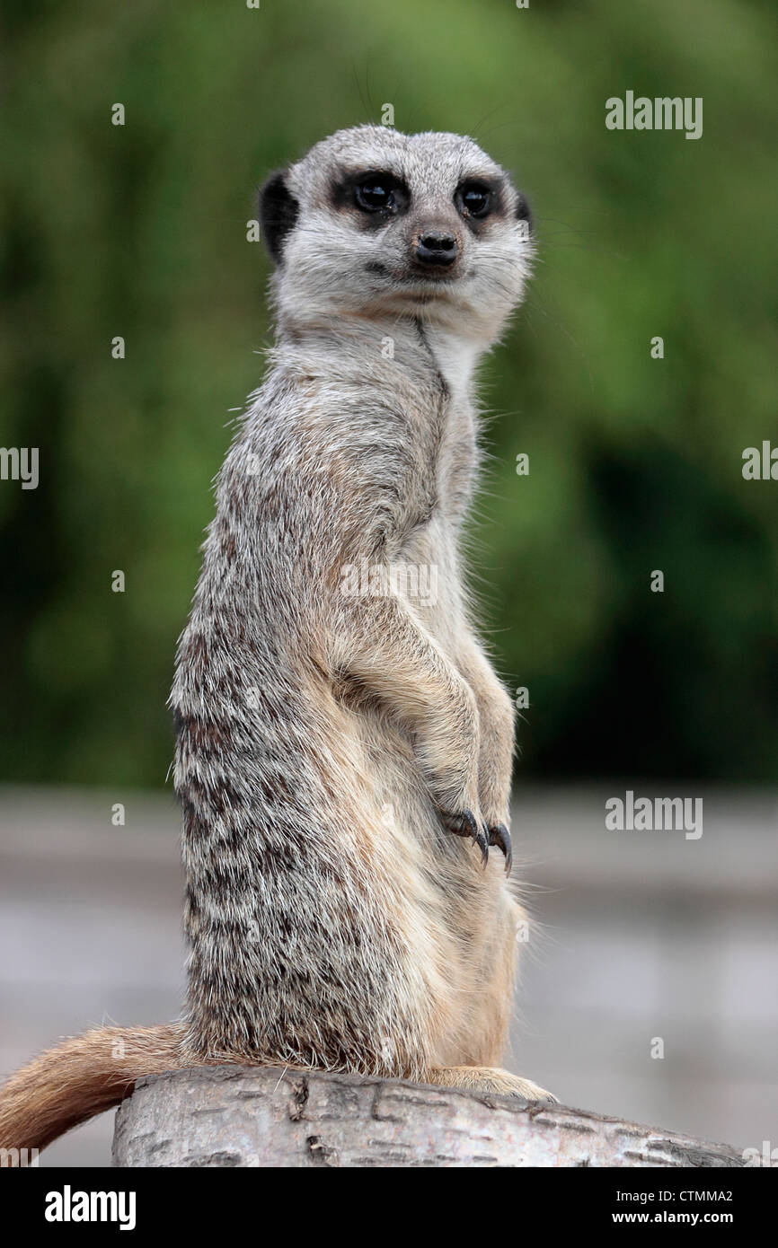 Un Meerkat (Suricata suricatta) Sta di guardia a Yorkshire Wildlife Park Foto Stock