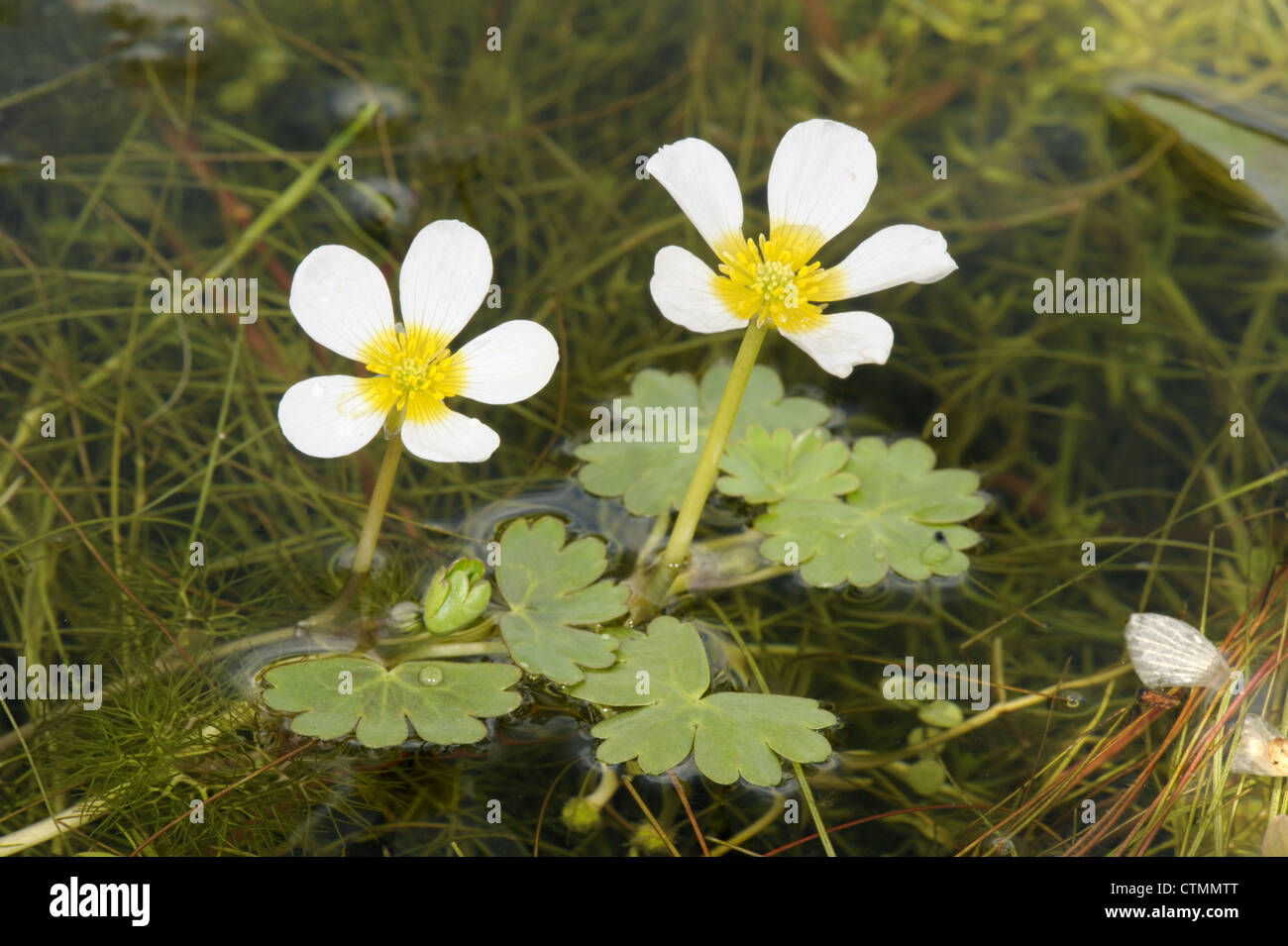 Acqua di stagno-stella Ranunculus peltatus (Ranunculaceae) Foto Stock