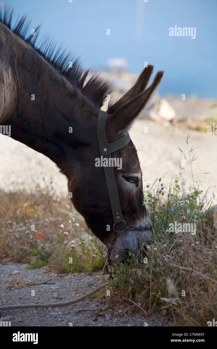 Asino (Equus asinus) fotografato sull' isola di Rodi, Grecia, Europa Foto Stock