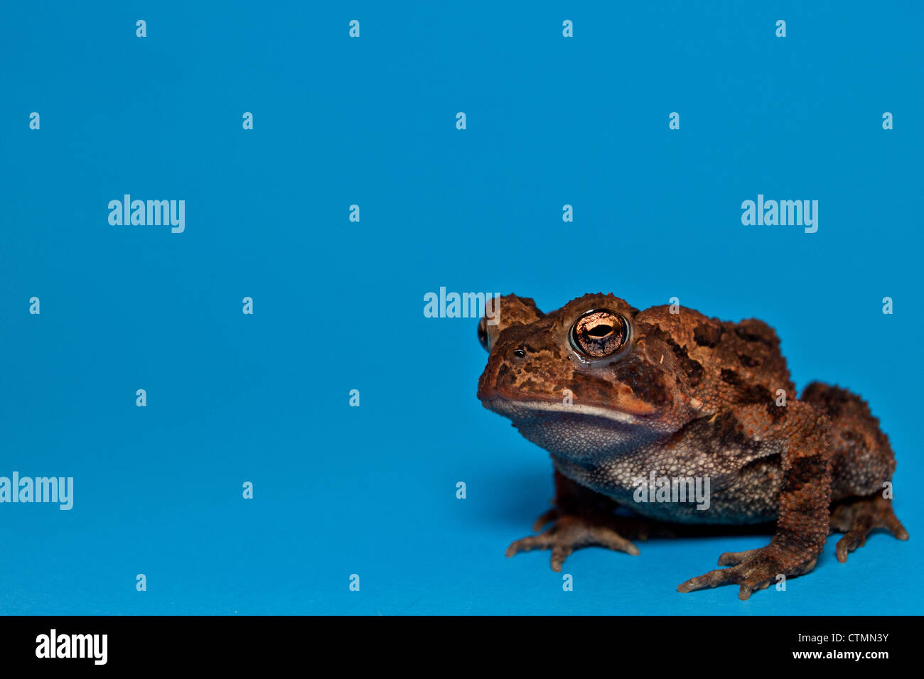American Toad (Bufo americanus) Foto Stock