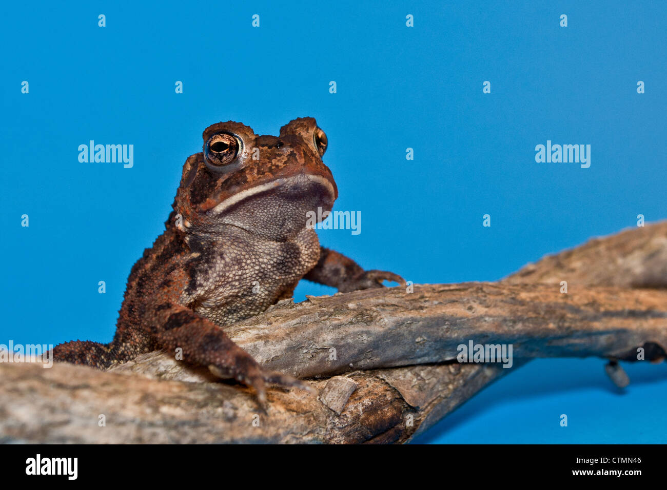 American Toad (Bufo americanus) Foto Stock