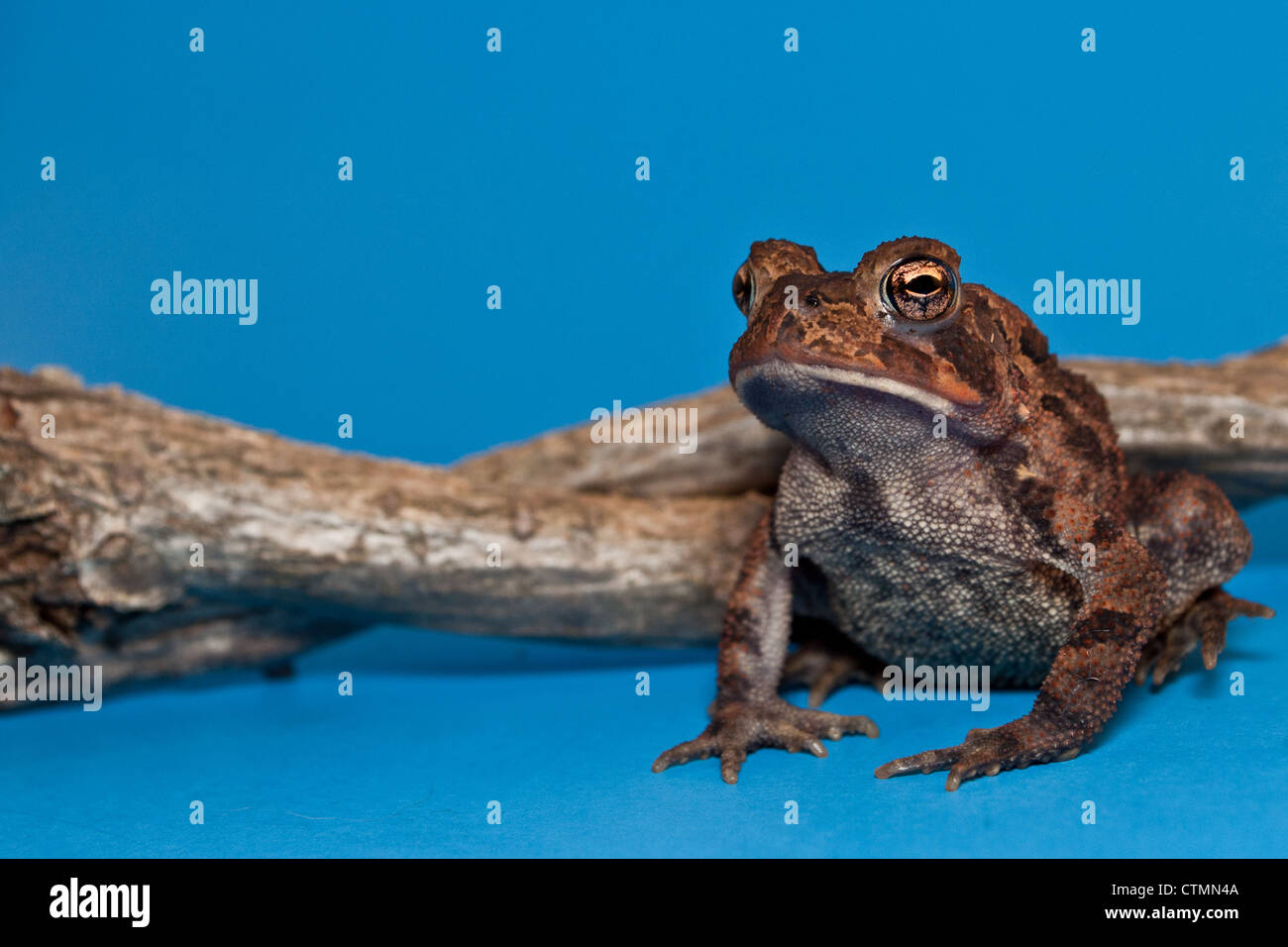 American Toad (Bufo americanus) Foto Stock