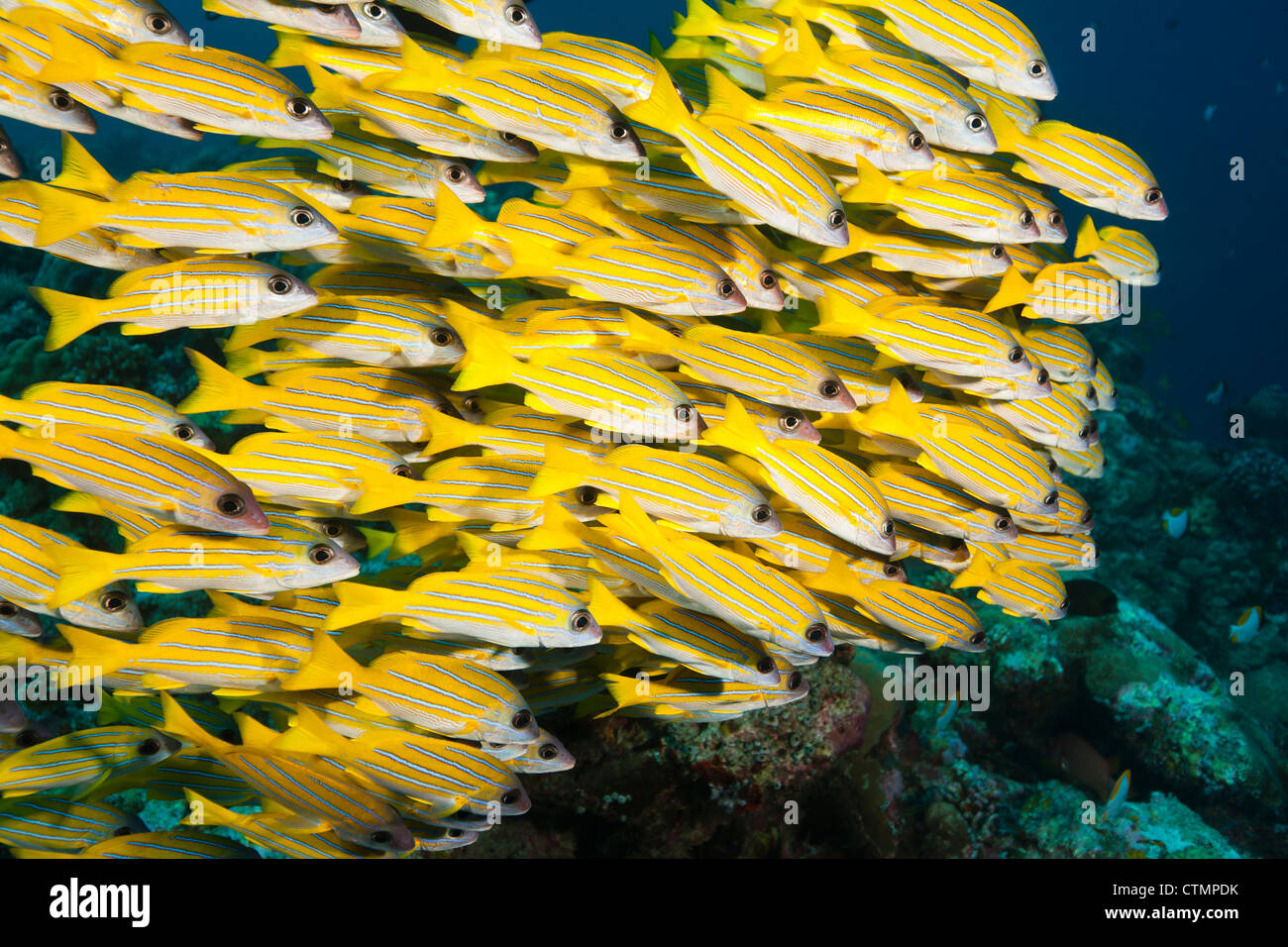 Bluestripe Snapper (Lutjanus kasmira) su un tropical Coral reef off le isole di Palau in Micronesia. Foto Stock