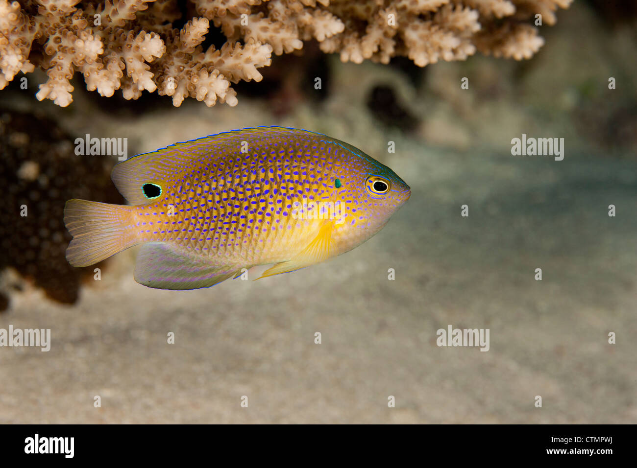 La principessa fanciulla (Pomacentrus vaiuli) su un tropical Coral reef in ulong canale off l'isola di Palau in Micronesia. Foto Stock